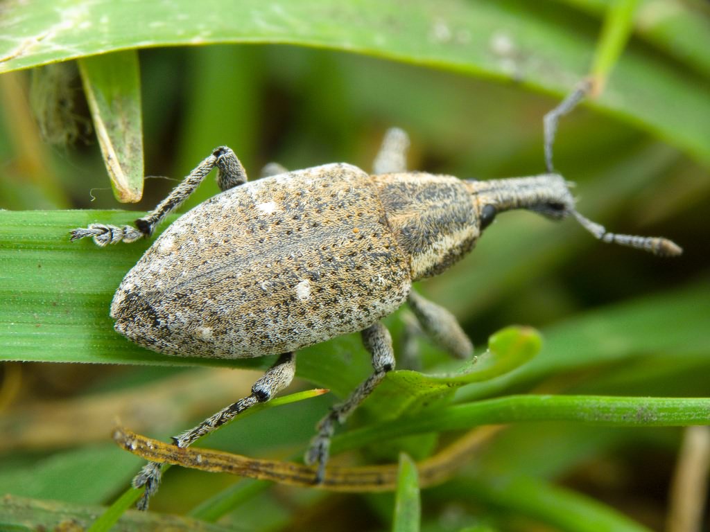 Lepyrus palustris (Scopoli, 1763)